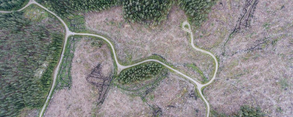 Forestry in Finland, cut down trees along small forest roads