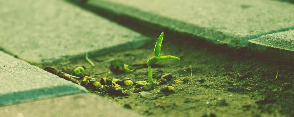 A growing seed in the pavement